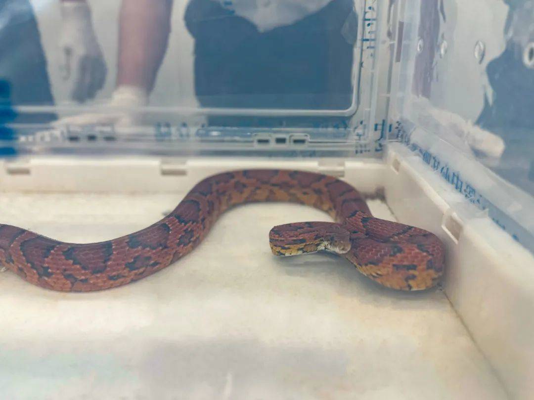 皇冠信用盘在线开户_蛇:是谁给我穿上了丝袜皇冠信用盘在线开户?皇岗海关在婴儿车靠背后方查获用丝袜包裹的活体蛇1条