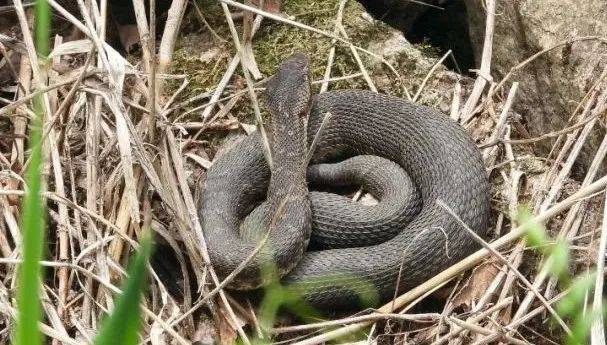 皇冠信用網在线开户_内蒙古赤峰有人拍到了“鸡脖子蛇”皇冠信用網在线开户,有毒!千万小心!