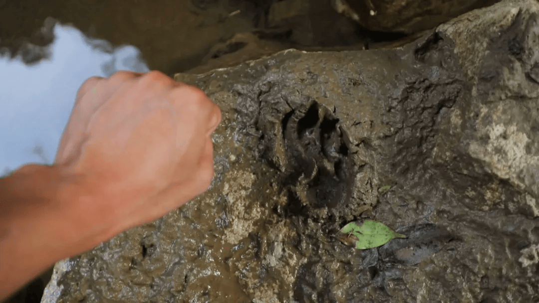 波兰超级联赛
_广西一村疑现大型野生动物:脚印如拳大波兰超级联赛
,目击者称其黄黑相间,当地已装监测设备