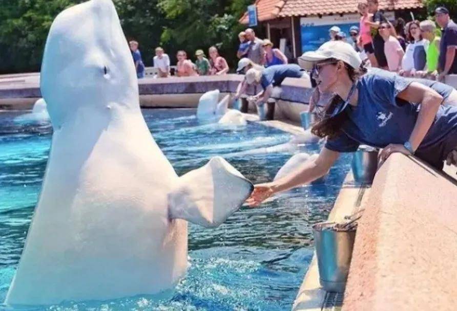 皇冠信用网代理出租_宁愿全部安乐死皇冠信用网代理出租,也不给中国?加拿大养不起30头白鲸,中国愿接手,然而...