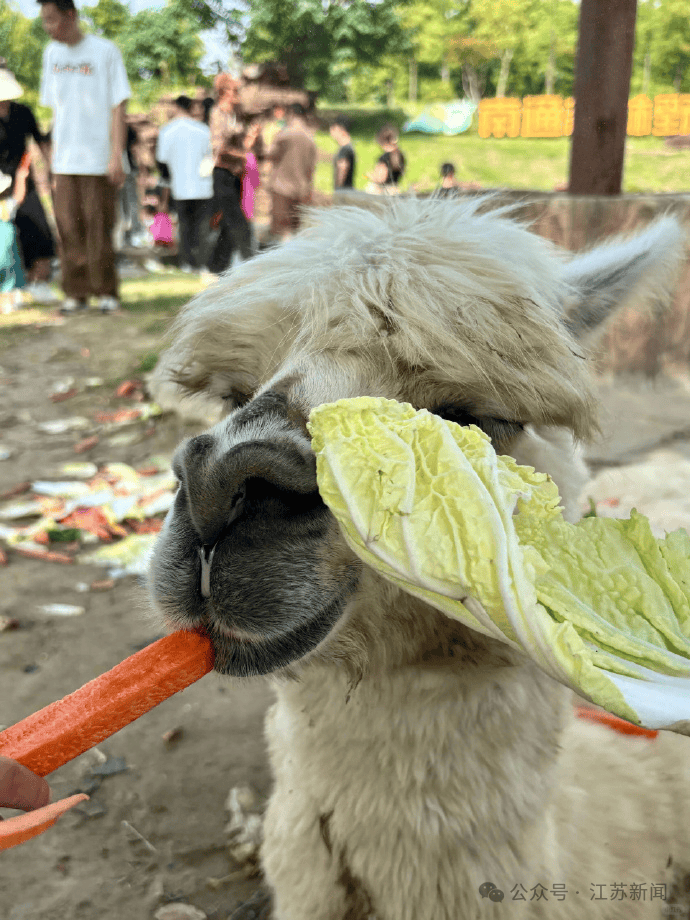 皇冠信用网在线开户_游客过度投喂皇冠信用网在线开户,羊驼被喂到倒地翻白眼