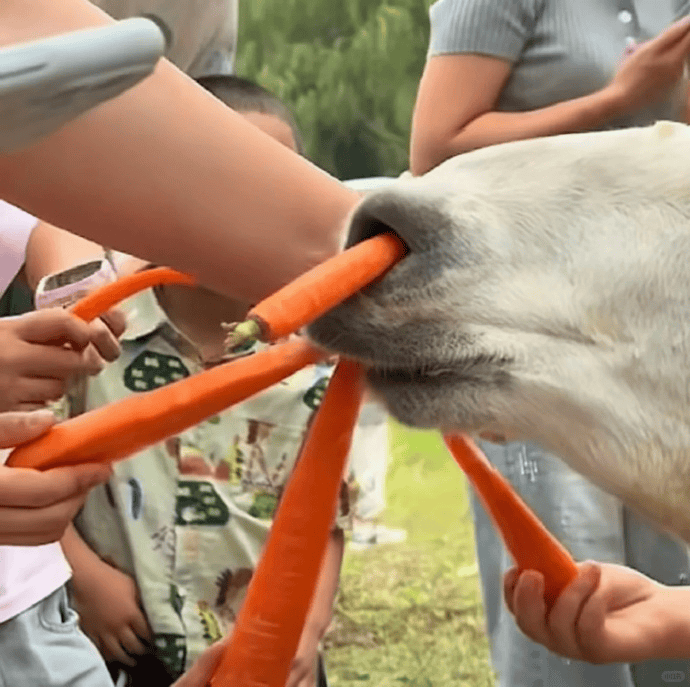 皇冠信用网在线开户_游客过度投喂皇冠信用网在线开户,羊驼被喂到倒地翻白眼