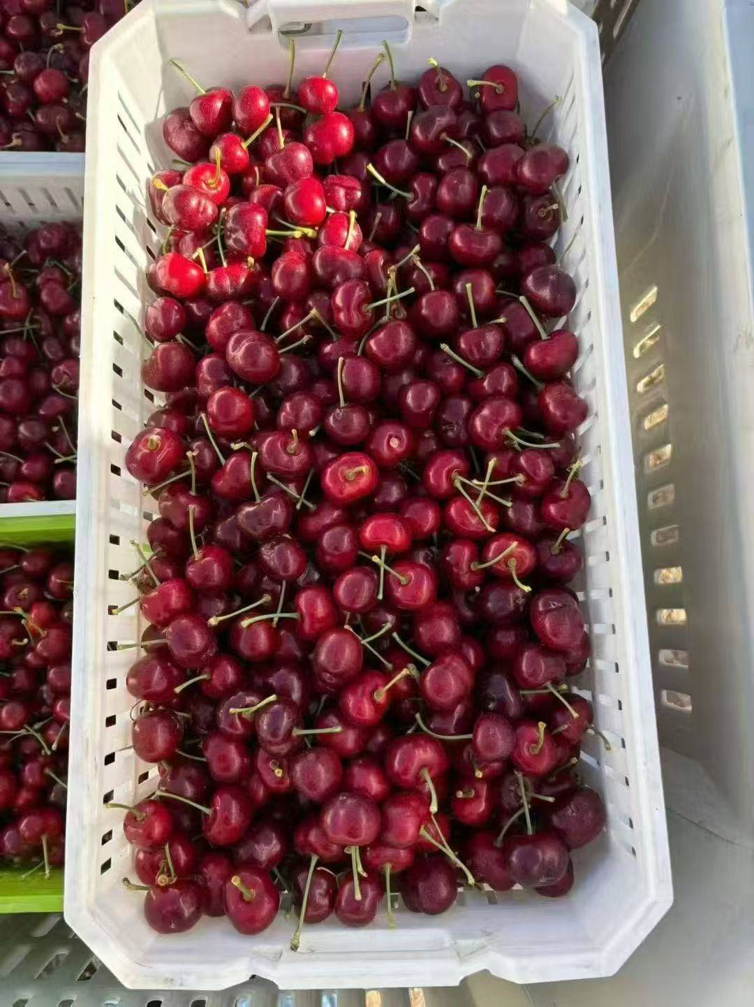 皇冠信用網登2代理
_武汉第一波智利车厘子从1700元每件降至800元皇冠信用網登2代理
,有批发果商每天卖出1千斤,回应:主要流向高端客户