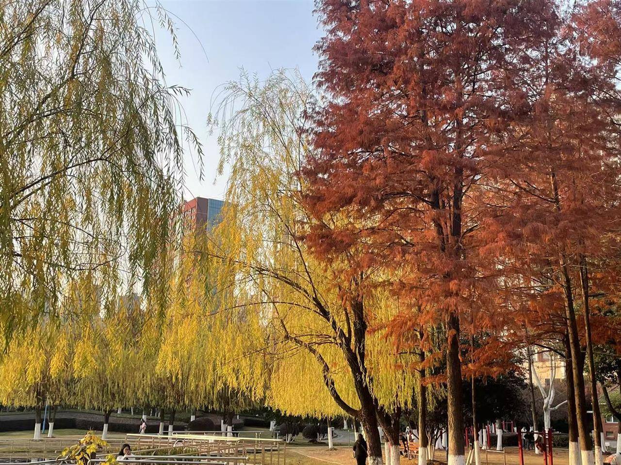 皇冠信用网会员账号_破纪录！武汉人度过65年来12月中旬最暖的一天！今晚起气温满20-10皇冠信用网会员账号，今冬最冷时段即到！