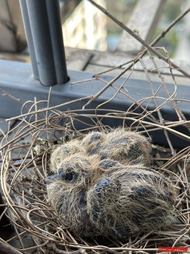 皇冠c盘_长沙市民节后返城家中意外“添丁”皇冠c盘，珠颈斑鸠安家阳台孵幼雏