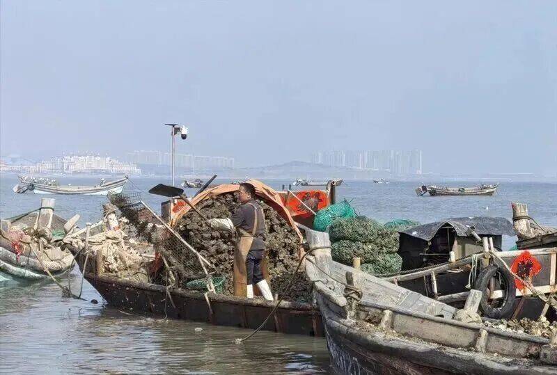 皇冠信用登2代理_批发价2元一斤皇冠信用登2代理，青岛这种海鲜卖爆了，1600万斤已上岸……